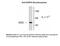 Dopa Decarboxylase antibody, 50-202, ProSci, Western Blot image 