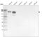 Laminin Subunit Alpha 4 antibody, MA5-24651, Invitrogen Antibodies, Western Blot image 