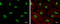SLU7 Homolog, Splicing Factor antibody, GTX125960, GeneTex, Immunocytochemistry image 