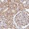 Proteasome 26S Subunit, Non-ATPase 7 antibody, NBP2-38780, Novus Biologicals, Immunohistochemistry frozen image 