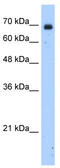 Zinc Finger Protein 823 antibody, TA339672, Origene, Western Blot image 