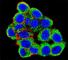 Promyelocytic Leukemia antibody, F48066-0.4ML, NSJ Bioreagents, Western Blot image 