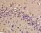 Glutamic-Oxaloacetic Transaminase 1 antibody, orb330539, Biorbyt, Immunohistochemistry paraffin image 