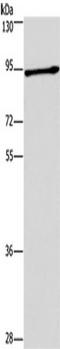 Doublecortin Like Kinase 1 antibody, TA350755, Origene, Western Blot image 