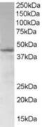 SAM Domain, SH3 Domain And Nuclear Localization Signals 1 antibody, MBS420016, MyBioSource, Western Blot image 
