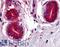 Wnt Family Member 8A antibody, LS-A8515, Lifespan Biosciences, Immunohistochemistry frozen image 