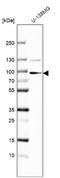 Sulfatase 1 antibody, NBP2-31584, Novus Biologicals, Western Blot image 