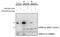 MAPK Activated Protein Kinase 5 antibody, LS-B9569, Lifespan Biosciences, Western Blot image 