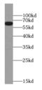 RBP-JK antibody, FNab07196, FineTest, Western Blot image 
