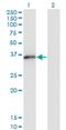 Msh Homeobox 2 antibody, H00004488-M10, Novus Biologicals, Western Blot image 