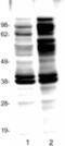 Phosphotyrosine antibody, 14-5001-80, Invitrogen Antibodies, Western Blot image 