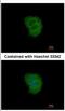 Tripartite Motif Containing 10 antibody, NBP2-20704, Novus Biologicals, Immunocytochemistry image 