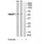 HSPB1 Associated Protein 1 antibody, TA315797, Origene, Western Blot image 