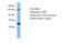 Coatomer Protein Complex Subunit Alpha antibody, NBP1-59297, Novus Biologicals, Western Blot image 