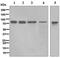 SUN domain-containing protein 2 antibody, ab124916, Abcam, Western Blot image 