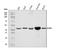 Acyl-CoA Dehydrogenase Medium Chain antibody, A02383-2, Boster Biological Technology, Western Blot image 