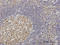 Target of EGR1 protein 1 antibody, LS-C133829, Lifespan Biosciences, Immunohistochemistry paraffin image 