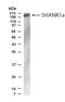 SH3 And Multiple Ankyrin Repeat Domains 1 antibody, NB300-166, Novus Biologicals, Western Blot image 