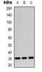 Apolipoprotein O Like antibody, abx133579, Abbexa, Western Blot image 