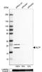 Glycolipid transfer protein antibody, NBP2-31642, Novus Biologicals, Western Blot image 