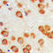 Epsin 3 antibody, LS-C358745, Lifespan Biosciences, Immunohistochemistry frozen image 