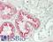 Folate Receptor Alpha antibody, LS-B13451, Lifespan Biosciences, Immunohistochemistry paraffin image 