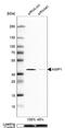 Aminoacyl tRNA synthase complex-interacting multifunctional protein 1 antibody, NBP1-84851, Novus Biologicals, Western Blot image 