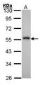 Forkhead Box A1 antibody, PA5-27157, Invitrogen Antibodies, Western Blot image 
