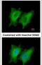 Prosolin antibody, PA5-28092, Invitrogen Antibodies, Immunofluorescence image 