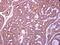 Zwilch Kinetochore Protein antibody, PA5-30664, Invitrogen Antibodies, Immunohistochemistry frozen image 
