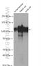 Lysosomal Associated Membrane Protein 2 antibody, 27823-1-AP, Proteintech Group, Western Blot image 