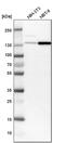 SWI/SNF Related, Matrix Associated, Actin Dependent Regulator Of Chromatin, Subfamily A, Member 5 antibody, PA5-52601, Invitrogen Antibodies, Western Blot image 