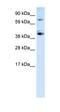 Sp7 Transcription Factor antibody, orb333700, Biorbyt, Western Blot image 