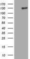 Lipin 1 antibody, TA806467, Origene, Western Blot image 