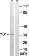 Y-Box Binding Protein 1 antibody, LS-C199739, Lifespan Biosciences, Western Blot image 