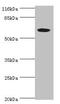 Solute Carrier Family 13 Member 4 antibody, CSB-PA891949LA01HU, Cusabio, Western Blot image 