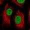 Cyclic AMP-dependent transcription factor ATF-1 antibody, NBP2-38747, Novus Biologicals, Immunofluorescence image 