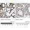 Annexin A3 antibody, NBP1-90154, Novus Biologicals, Immunohistochemistry paraffin image 