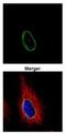 POM121 Transmembrane Nucleoporin antibody, NBP2-19890, Novus Biologicals, Immunofluorescence image 