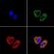 Transcription Factor A, Mitochondrial antibody, MA5-16148, Invitrogen Antibodies, Immunofluorescence image 