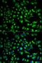 Sperm Adhesion Molecule 1 antibody, orb48545, Biorbyt, Immunofluorescence image 
