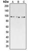 Collagen Type III Alpha 1 Chain antibody, LS-C352026, Lifespan Biosciences, Western Blot image 