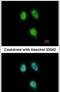 Peptidylprolyl Isomerase H antibody, PA5-31134, Invitrogen Antibodies, Immunofluorescence image 