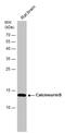 Calcineurin subunit B type 1 antibody, GTX109127, GeneTex, Western Blot image 