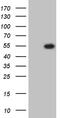 RNA Binding Fox-1 Homolog 3 antibody, CF809952, Origene, Western Blot image 