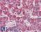 Nipsnap Homolog 3A antibody, LS-B3864, Lifespan Biosciences, Immunohistochemistry paraffin image 