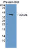 Protocadherin Gamma Subfamily A, 2 antibody, LS-C726970, Lifespan Biosciences, Western Blot image 