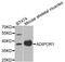 Adiponectin Receptor 1 antibody, MBS126301, MyBioSource, Western Blot image 