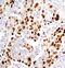 BBX High Mobility Group Box Domain Containing antibody, FNab00826, FineTest, Immunohistochemistry frozen image 
