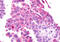 Glutamate Metabotropic Receptor 2 antibody, MBS247230, MyBioSource, Immunohistochemistry frozen image 